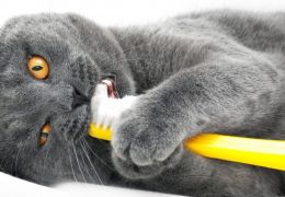 É preciso escovar os dentes dos gatos?