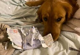 Cachorro “salva” dona de enfrentar o coronavírus