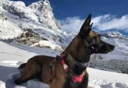 Cachorro fica 16 dias sem comida nos Alpes Italianos e sobrevive