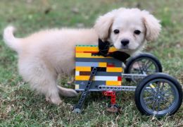 Garoto de 12 anos constrói cadeira de rodas para cão deficiente