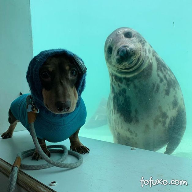 Fotógrafo registra encontro entre cachorro e foca