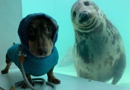 Fotógrafo registra encontro entre cachorro e foca