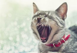 5 coisas que causam mau hálito nos gatos