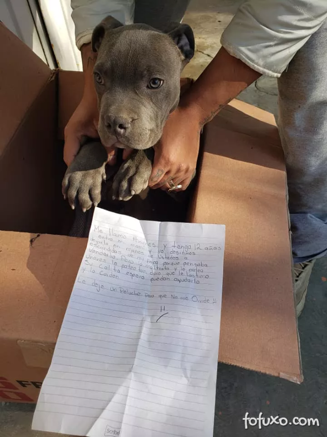 Menino entrega cachorro para ONG para impedir agressões do pai