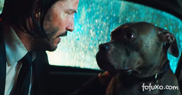 5 curiosidades sobre os cachorros de John Wick