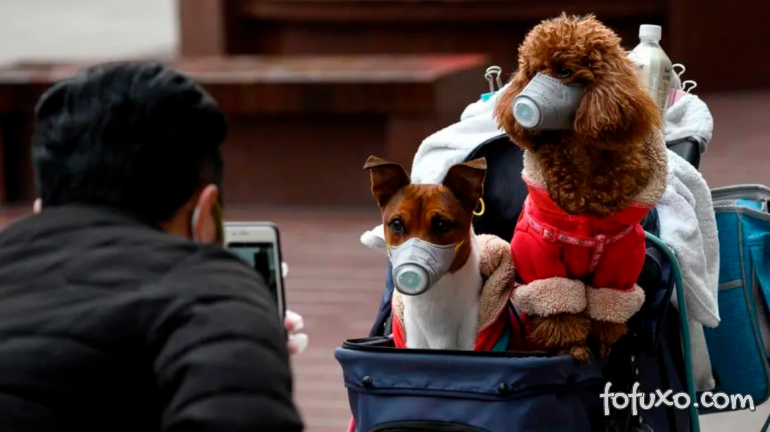 Hong Kong isola cachorro que deu positivo para teste do Coronavírus