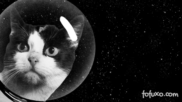 Primeiro gato lançado no espaço ganha homenagem