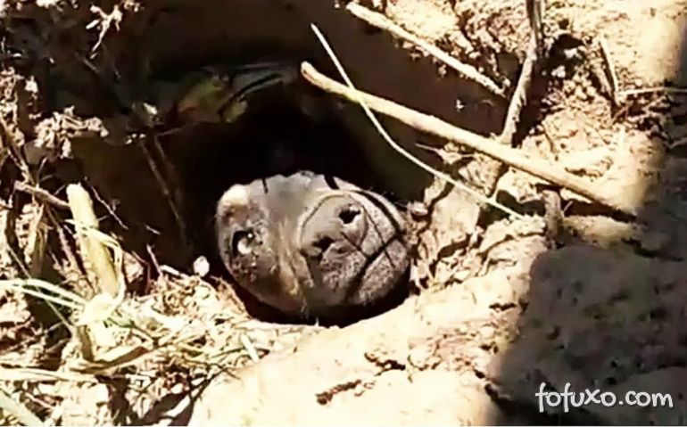 Cachorro é encontrado enterrado vivo com ajuda de cadela