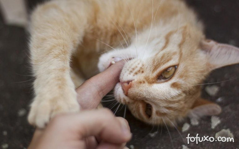 5 motivos que levam o gato a morder seus donos