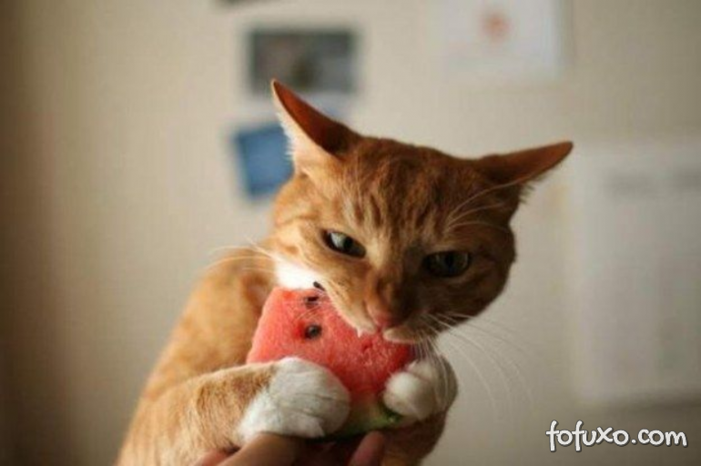 5 frutas que podem ser oferecidas ao seu gato