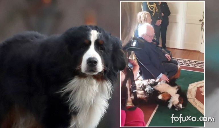 Cachorro de presidente irlandês invade evento oficial