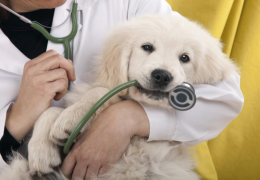 Saiba como ficam os atendimentos veterinários em virtude da crise do coronavírus