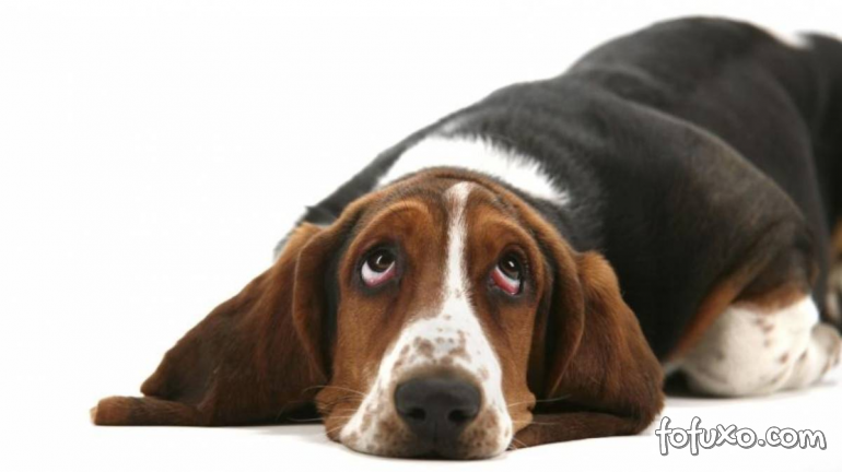 Conheça as 4 raças de cães mais expressivas com os olhos