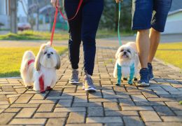 5 itens para aumentar os cuidados de higiene com cachorros