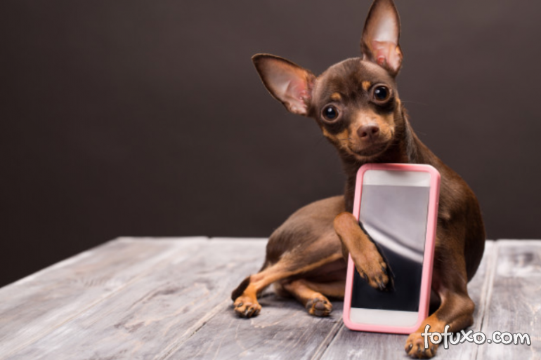 Cães podem reconhecer os donos na tela do celular?