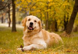 5 raças de cães recomendadas para quem precisa de apoio emocional