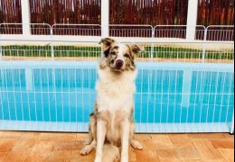 Confira cuidados de segurança para cachorros com piscina em casa