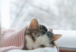 DTUIF – Saiba como tratar a doença em gatos