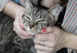 Gatos são diagnosticados com novo coronavírus nos Estados Unidos