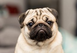 Confirmado 1º cachorro com coronavírus nos EUA