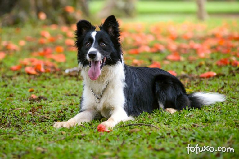 5 raças de cães que se destacam pela sua obediência