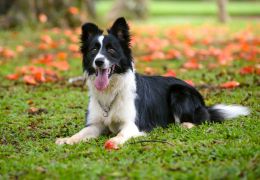 5 raças de cães que se destacam pela sua obediência