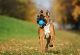 5 curiosidades sobre os cães da raça boxer