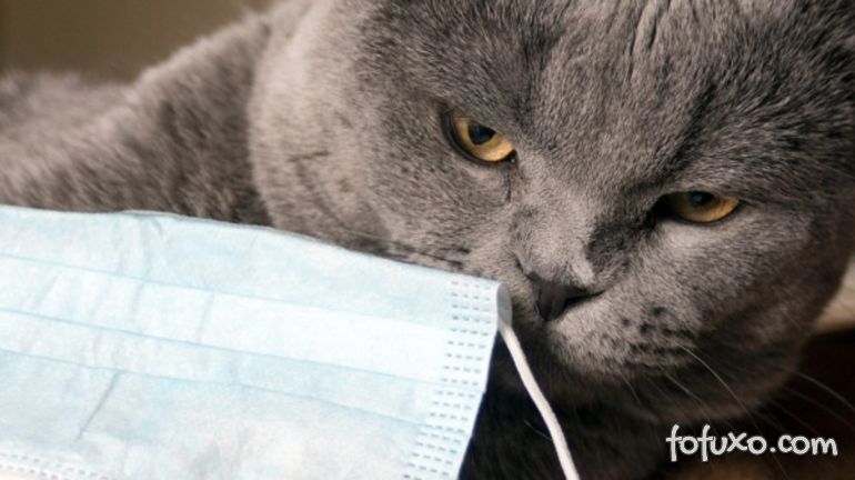 Novo estudo afirma que gatos podem transmitir Covid-19 para outros gatos