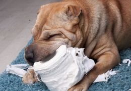 O que fazer quando o cachorro come papel?