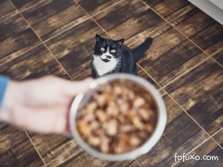 Dicas para deixar seu gato mais animado na hora da comida