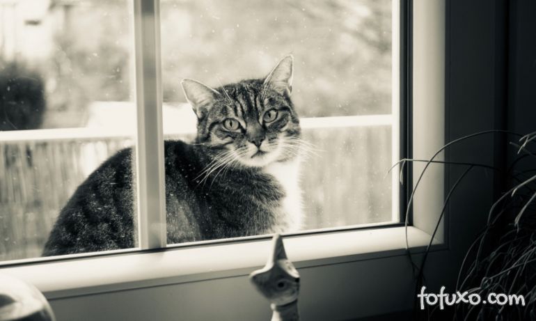 Por que os gatos gostam tanto das janelas?