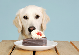 Saiba o que fazer se o seu cachorro está comendo mais na quarentena