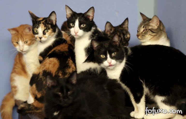 Moradora vai parar na justiça por criar 60 gatos em apartamento