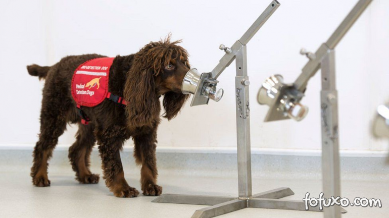 Cachorros ganham treinamento para farejar Covid-19 em assintomáticos