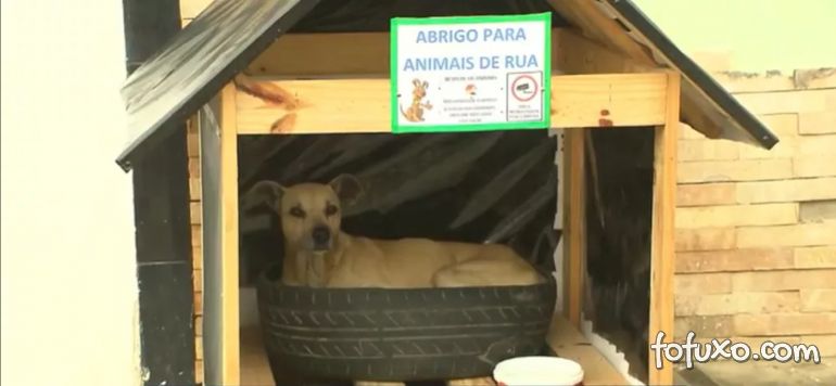Família constrói casinhas para abrigar animais de rua no inverno 