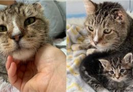 Gatinho resgatado passa a cuidar de outros gatinhos abandonados