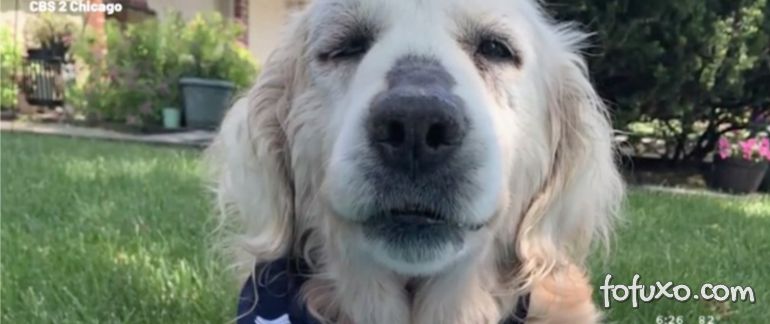 Cachorro com câncer tem desfecho “feliz” depois de ser abandonado em estacioname