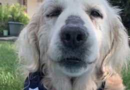 Cachorro com câncer tem desfecho “feliz” depois de ser abandonado em estacioname