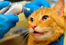 Gato é diagnosticado com Covid-19 no Reino Unido