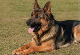 Morre primeiro cachorro a testar positivo para Covid-19 nos EUA