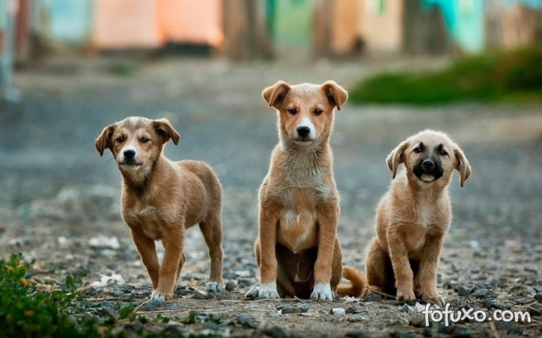 Holanda consegue zerar número de cães abandonados