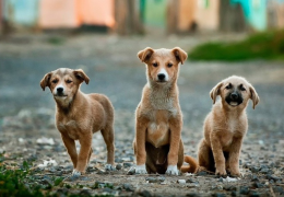 Holanda consegue zerar número de cães abandonados