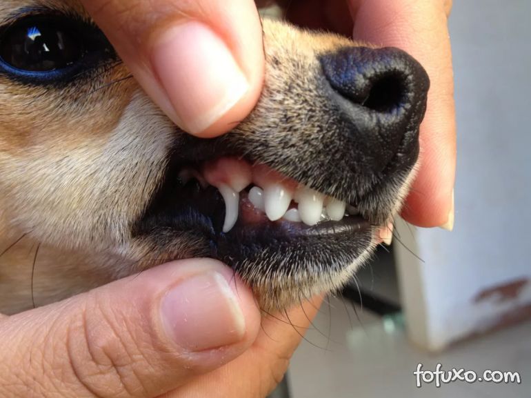 Troca de dentes: confira dicas essenciais para ajudar o seu cão