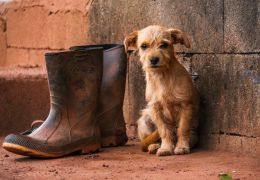 Vale coloca cães e gatos resgatados para adoção