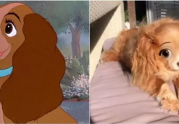 Snapchat lança filtros da Disney para aplicar em pets