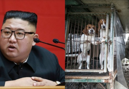 Coréia do Norte pode ter proibido pessoas de terem cães como mascotes