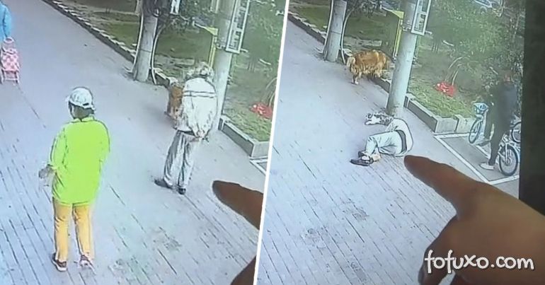 Gato cai na cabeça de idoso e briga com cão de estimação do homem