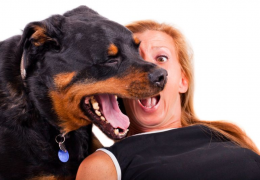 4 opções naturais para eliminar o mau hálito do seu cão