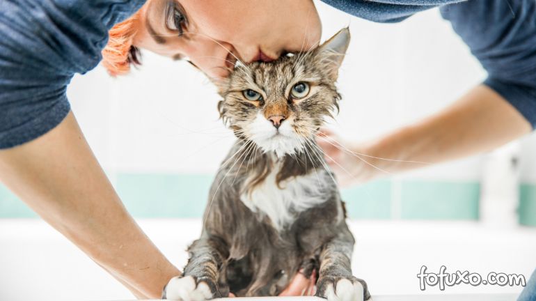 Confira algumas dicas para ajudar na higiene de gatos que não conseguem se limpa