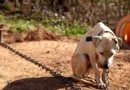 Senado aprova pena maior para maus tratos contra cães e gatos